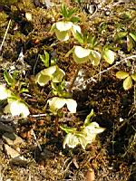 Hellebore du Caucase - Helleborus Caucasicus (fam Renonculacees) (Caucase) (02) (Photo F. Mrugala)